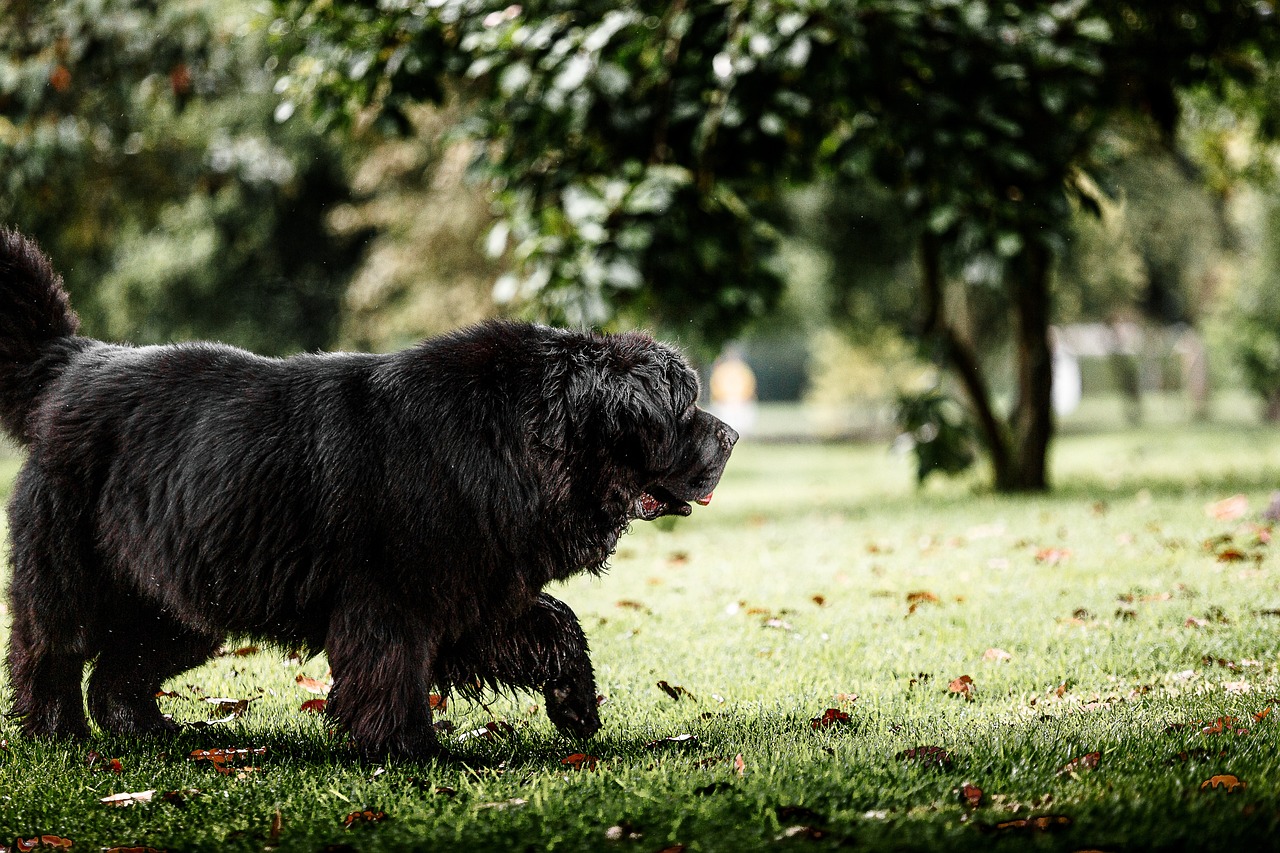 How to Train Your Dog to Use a Leash